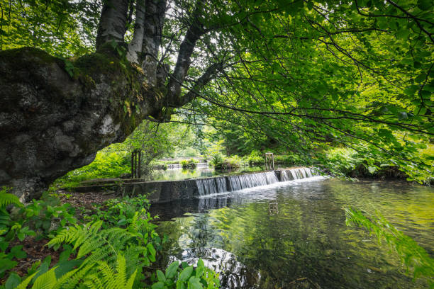 River with small waterfall surrounded by trees and plants in summer