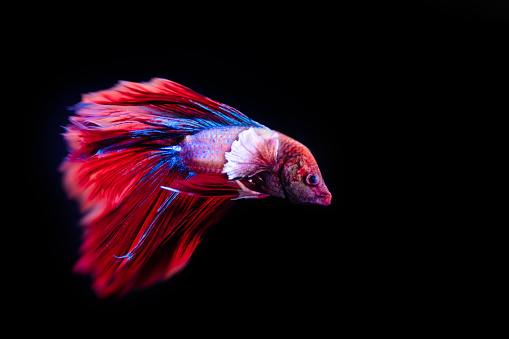 A single close up of a Siamese fighting fish on black background with room for copy.