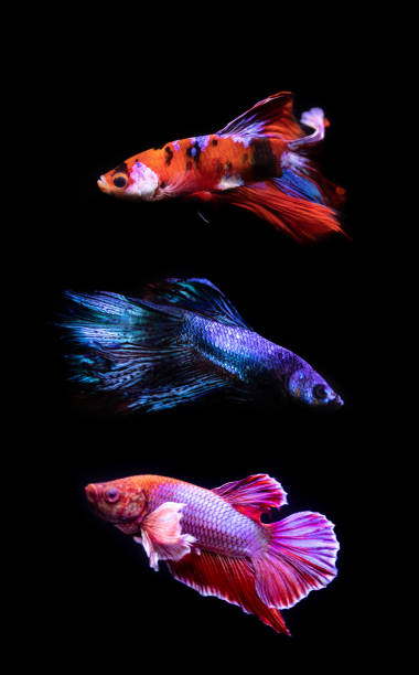 três tipos de peixes siameses de combate em fundo preto - siamese fighting fish aquarium fish isolated - fotografias e filmes do acervo