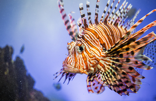 A big Lion Fish up and close to the camera with a blue background.