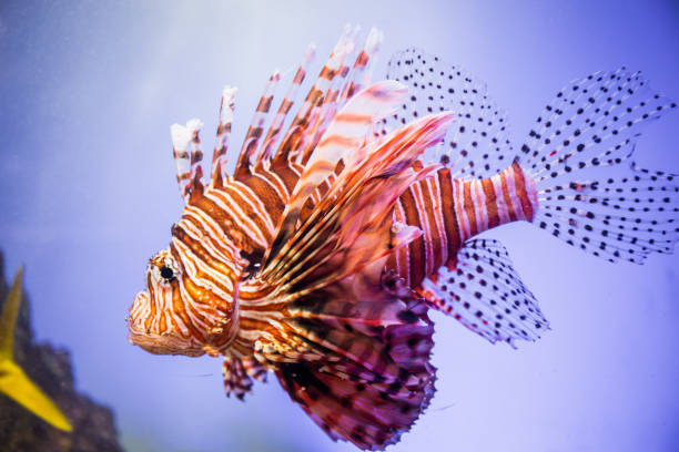 A big Lion Fish up and close to the camera with a blue background.