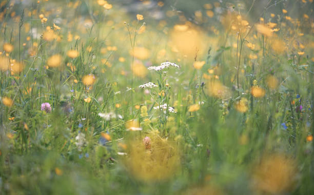 istock Wild flowers in the meadow 1326705432
