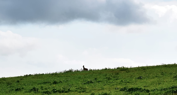 A scenic hillside image with a deer silhouette in the middle