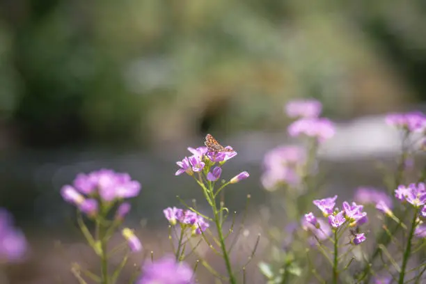 cuckooflower (cardamine pratensis) pink flower near the river