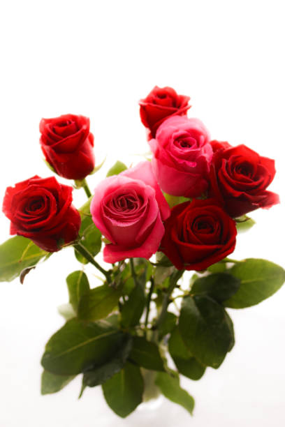 istock Pink and red roses 1326707643
