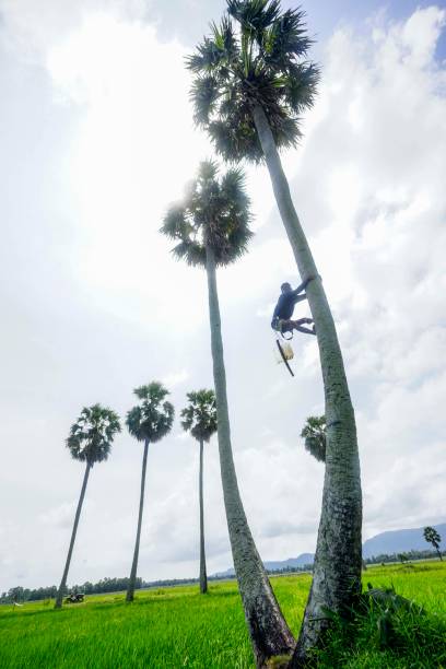 istock Nice palm tree on  the rice field in Mekong Delta Vietnam 1326711876