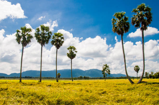 istock Nice palm tree on  the rice field in Mekong Delta Vietnam 1326711877