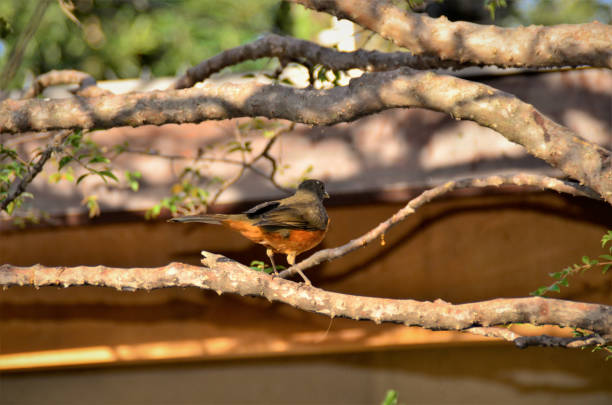 istock Turdus rufiventris of back on tree branch 1326713133
