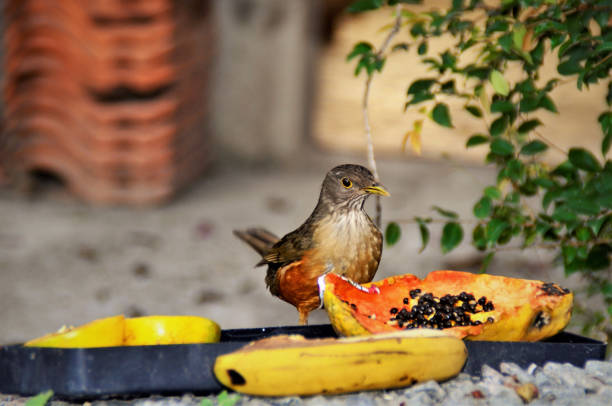 istock Turdus rufiventris among fruits in backyard 1326713705