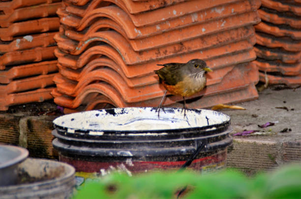A turdus bird rufiventris in the backyard in the late afternoon