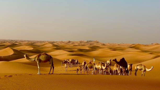 istock The Camels In The Desert 1326715524