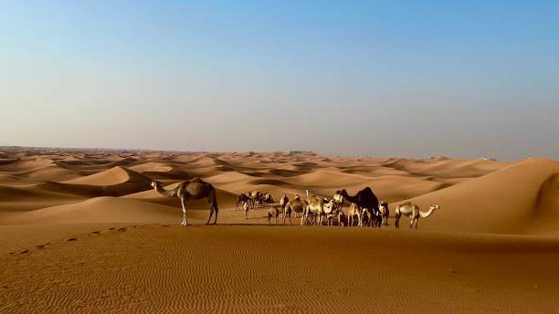 istock The Camels In The Desert 1326715527