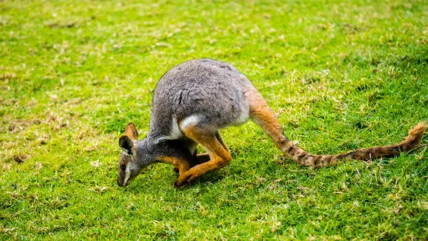 Shot in Bungarribee, NSW