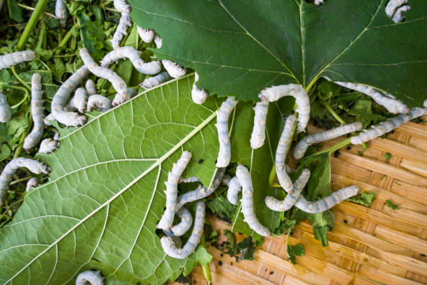 las larvas de gusanos de seda se alimentan de hojas de morera verde en una gran bandeja de bambú. - silkworm fotografías e imágenes de stock