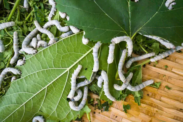 Silkworms larvae feed on green mulberry leaves in a large bamboo tray.