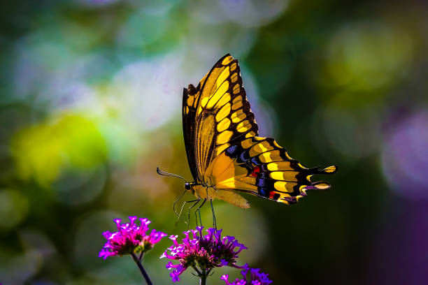 Swallowtail butterfly in vibrant colors A yellow swallowtail butterfly standing on a pink flower with vibrant bokeh in the background. butterfly stock pictures, royalty-free photos & images
