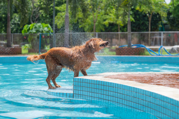 istock Golden Retriever throws water by the pool 1326721323