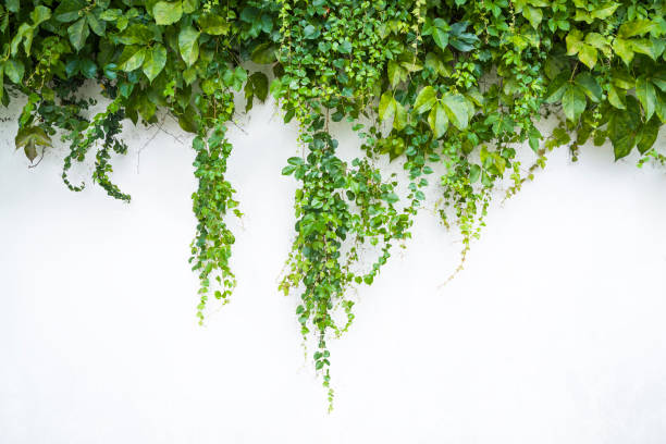 istock ivy leaves isolated on white 1326723014