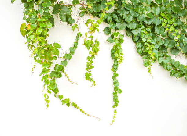 istock ivy leaves isolated on white 1326723023