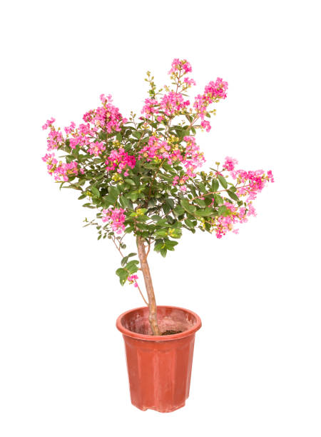 istock crepe myrtle flowers isolated on white 1326723090
