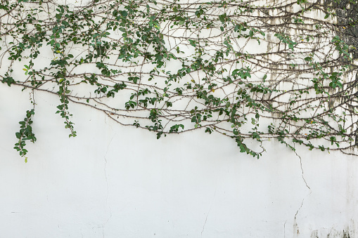 Ficus Pumila on white concrete wall.