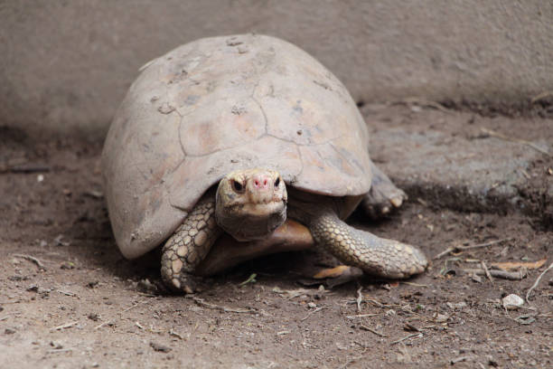 istock Elongated tortoise in the nature 1326725156