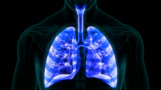 istock Human Respiratory System Lungs Anatomy 1326725259