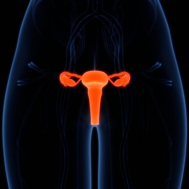 istock Female Reproductive System with Nervous System and Urinary Bladder Anatomy 1326725293