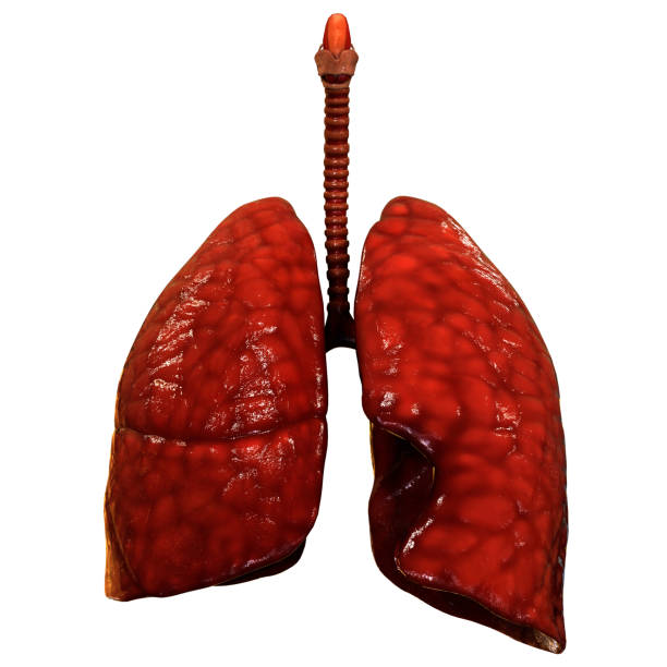 Human Respiratory System Lungs Anatomy 3D Illustration Concept of Human Respiratory System Lungs Anatomy lung photos stock pictures, royalty-free photos & images