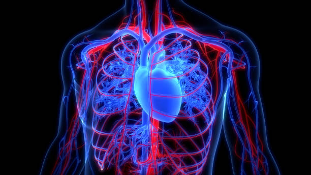istock Human Circulatory System Heart Anatomy 1326725330