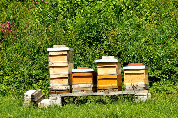 istock beehives in a meadow in summertime in Germany 1326725877