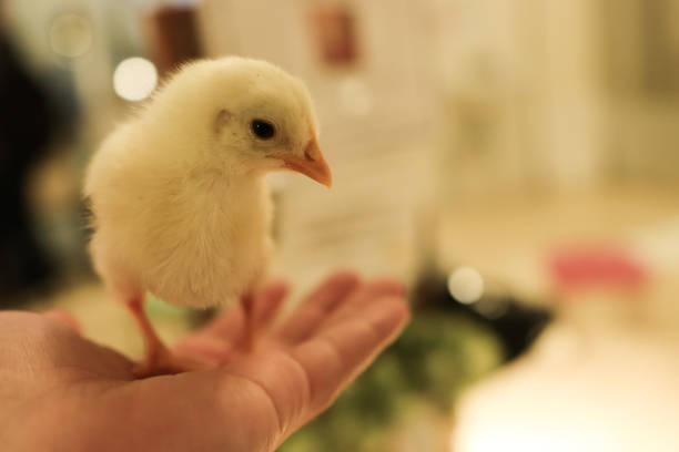 pollito bebé en una mano - avicultura sustentable fotografías e imágenes de stock