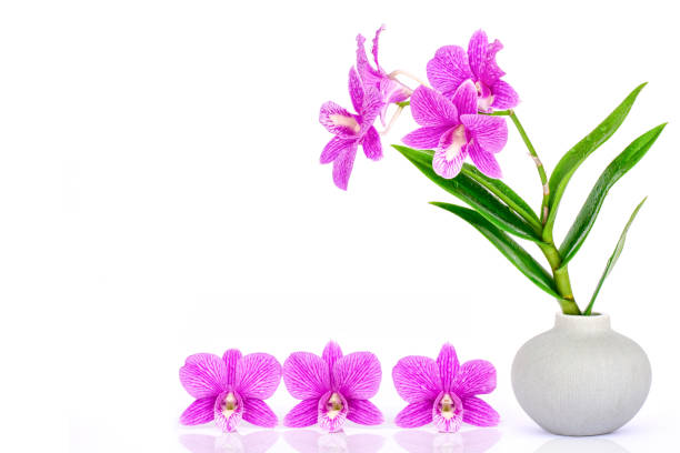violet orchid flowers  isolated on white background.