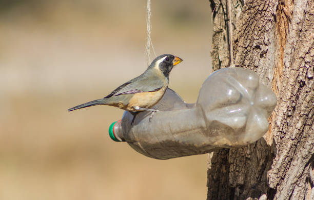 istock a Saltator aurantiirostris eating from the recycled bottle eater 1326726679