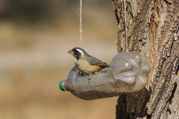 istock a Saltator aurantiirostris eating from the recycled bottle eater 1326726681