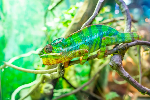 istock Panther chameleon Furcifer pardalis from Madagascar, perched on a branch 1326727523