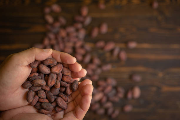istock Cocoa beans in hand on old natural wooden background 1326727732