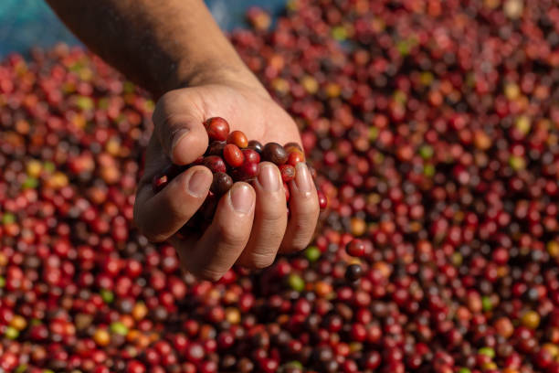 istock Fresh Arabica Red Coffee beans berries in hand and Drying Process 1326727764
