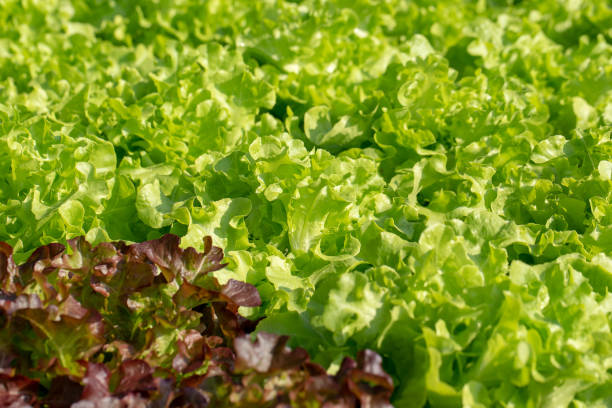 istock Fresh Green Oak lettuce leaves, Salads vegetable hydroponics farm 1326727802