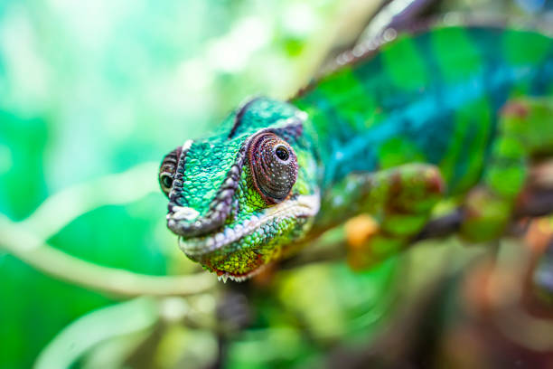 istock Panther chameleon Furcifer pardalis from Madagascar, perched on a branch 1326727863