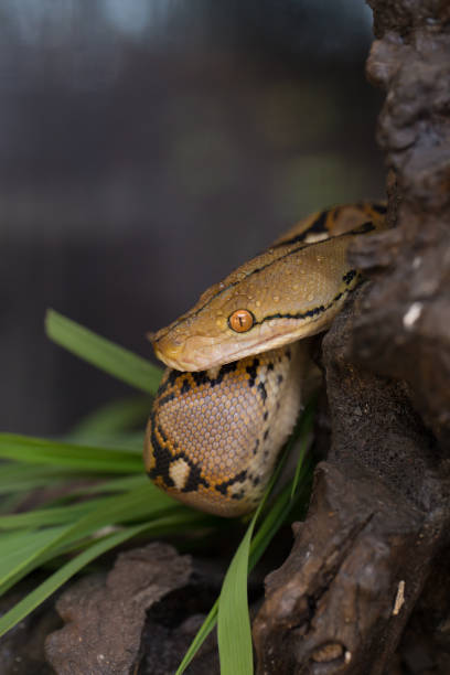 istock Boa portrait, Boa constrictor snake on tree branch 1326728727