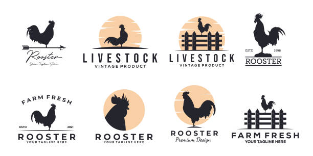 ilustrações de stock, clip art, desenhos animados e ícones de set of rooster chicken icon vintage vector illustration design, rooster icon design - chicken house