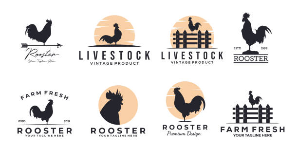 set of rooster chicken icon vintage vector illustration design, rooster icon design set of rooster chicken icon vintage vector illustration design, rooster icon design rooster stock illustrations