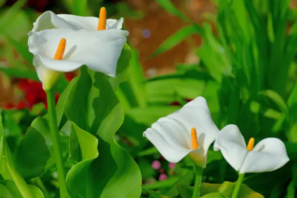 Photo of Calla lily