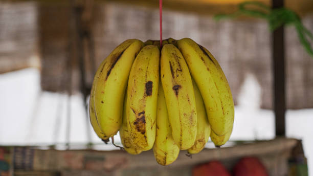 istock Ripe bananas hanging on street fruit store 1326733641