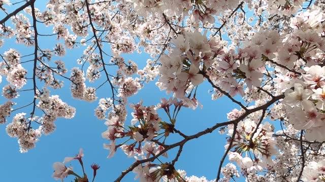 Cherry blossoms in full bloom slow motion