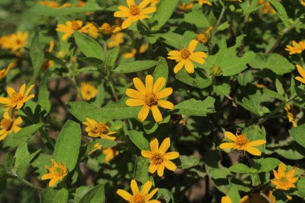 istock A yellow little sun 1326737153