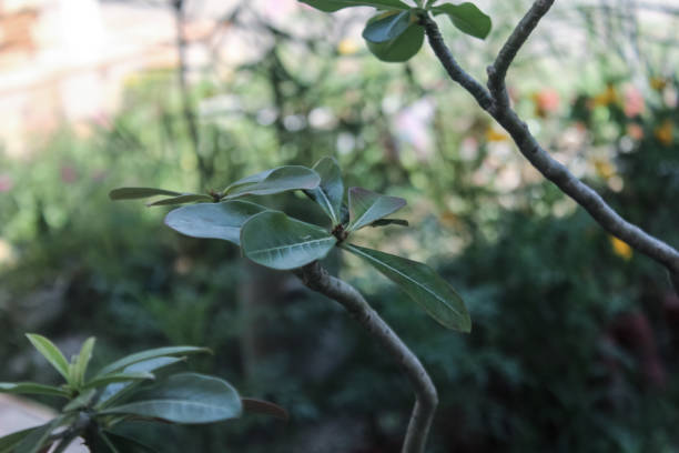 istock frangipani leaves background blur 1326737165