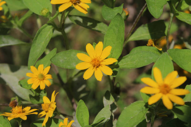 istock the melampodium flower is very beautiful 1326737179
