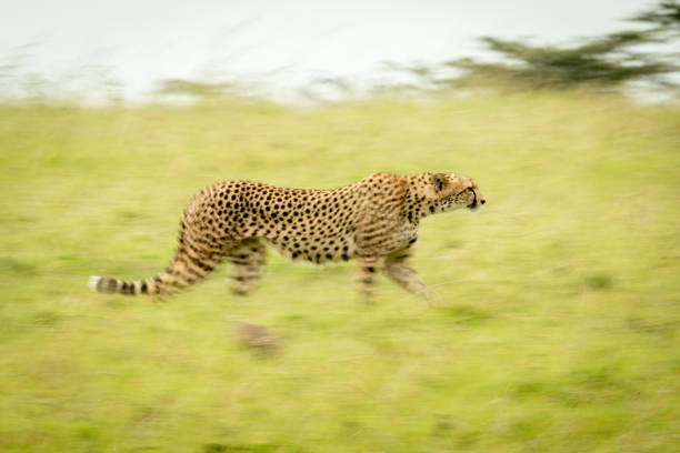 istock Slow pan of cheetah crossing grassy plain 1326738858